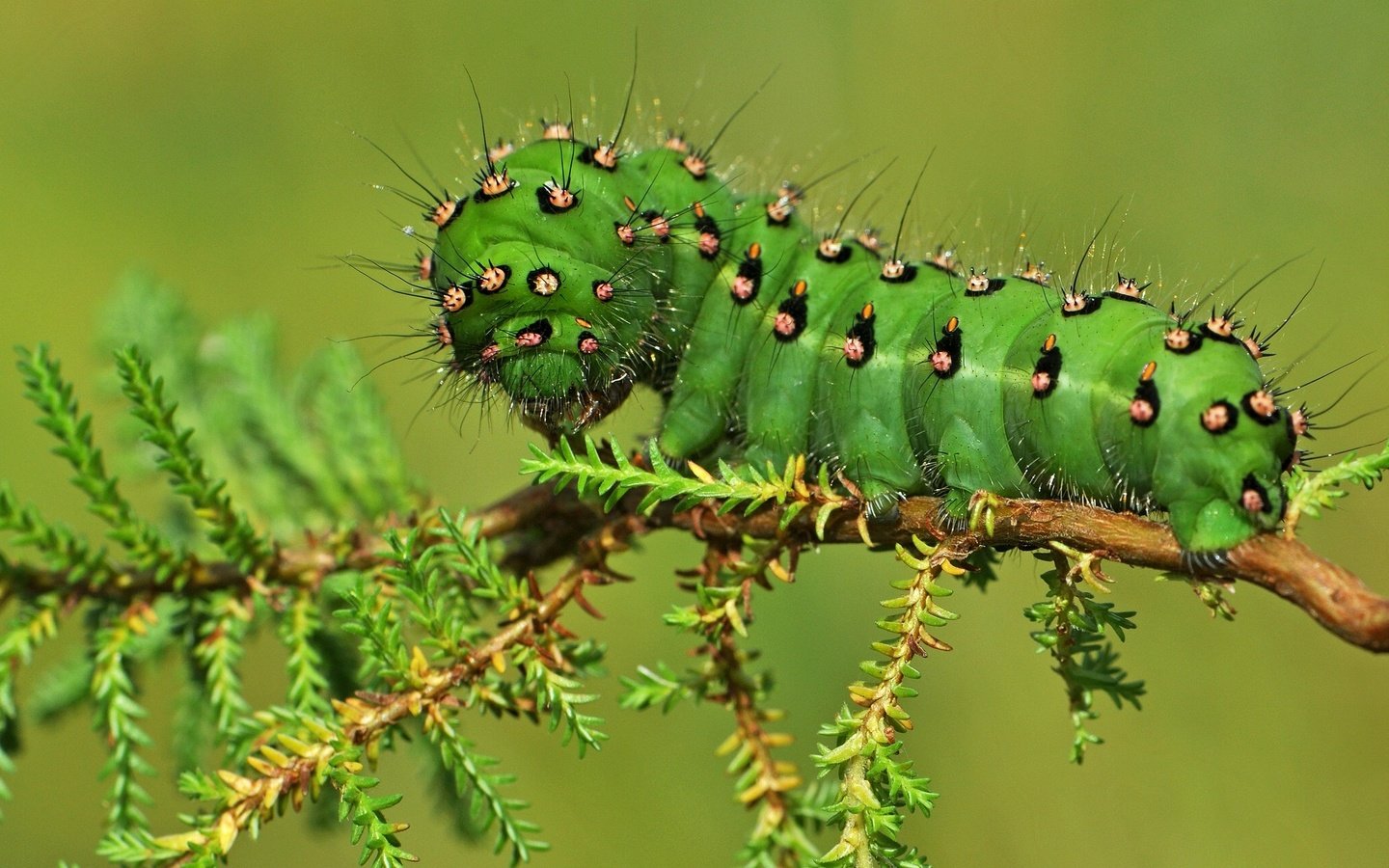 Обои макро, насекомые, растение, гусеница, macro, insects, plant, caterpillar разрешение 2048x1365 Загрузить