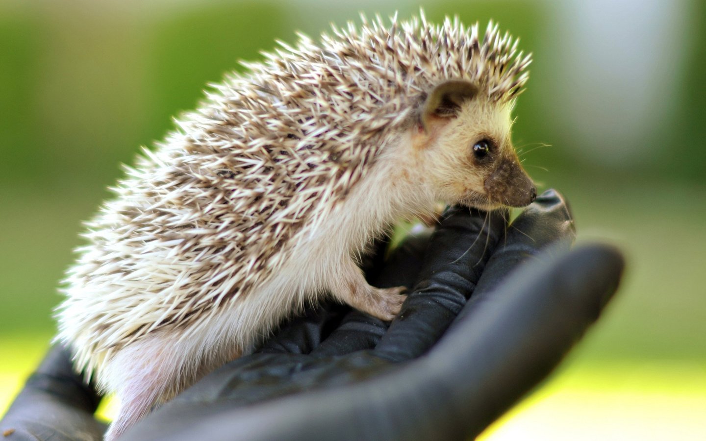 Обои рука, мордочка, ежик, кисть, иголки, еж, hand, muzzle, hedgehog, brush, needles разрешение 1920x1080 Загрузить