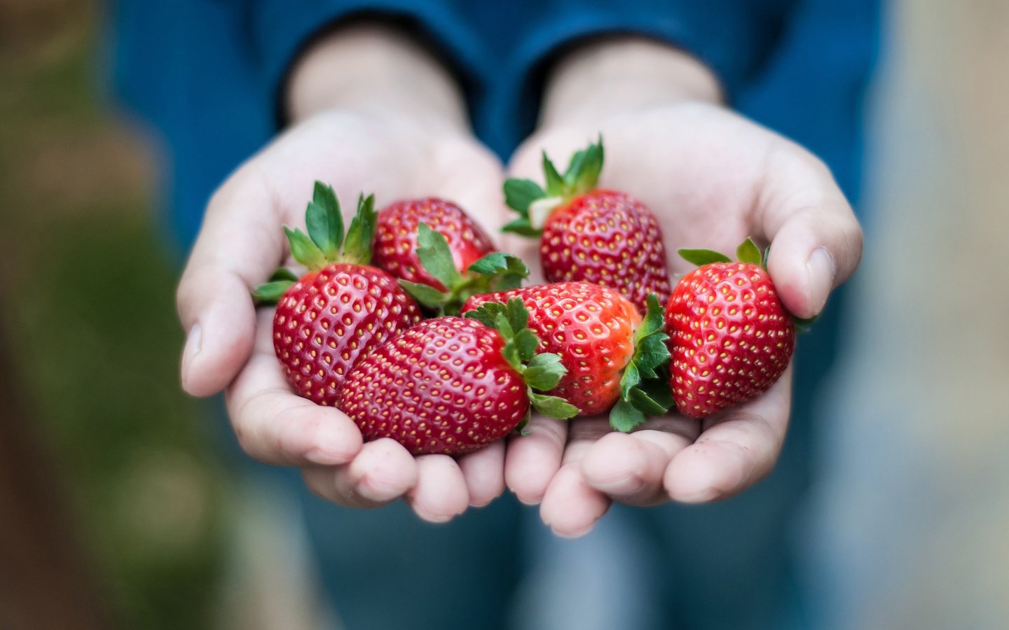 Обои красная, клубника, ягоды, руки, ладони, red, strawberry, berries, hands, palm разрешение 2048x1360 Загрузить