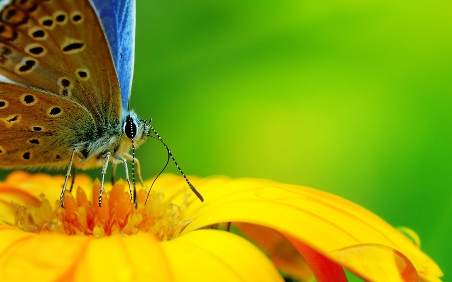 Обои бабочка с интересным окрасом, butterfly with interesting markings разрешение 1932x1208 Загрузить