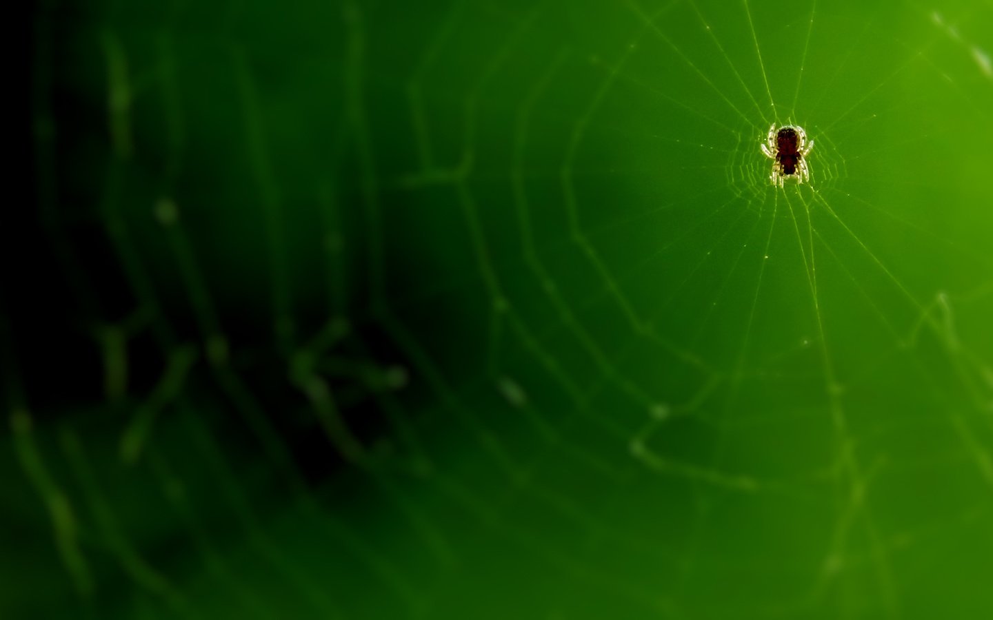 Обои микро, паук, паутина, супер макро, micro, spider, web, super macro разрешение 1920x1080 Загрузить