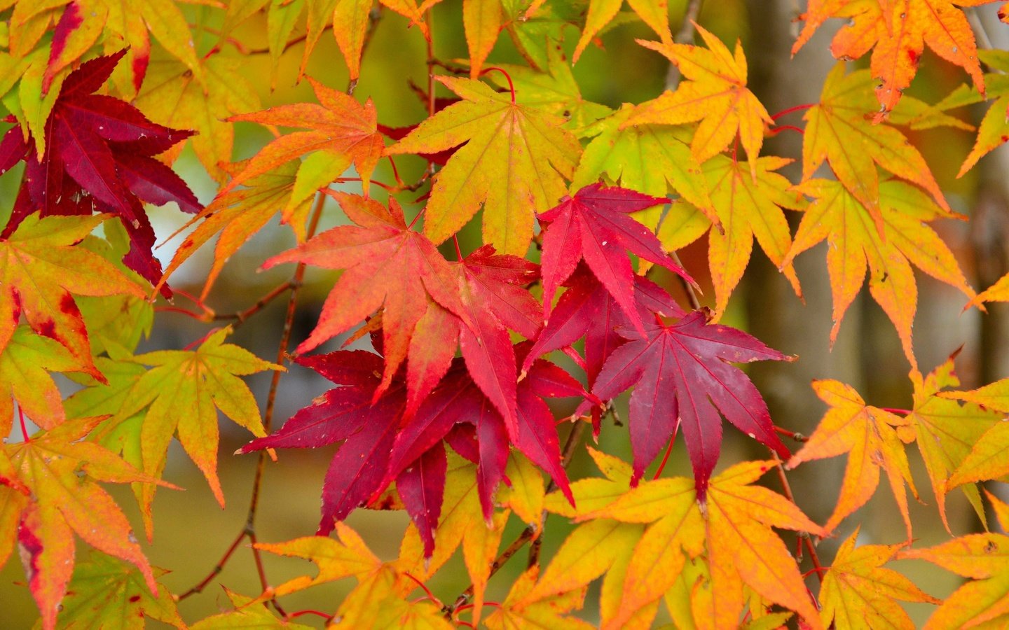 Обои листья, макро, осень, клен, кленовый лист, осенние листья, leaves, macro, autumn, maple, maple leaf, autumn leaves разрешение 1920x1200 Загрузить