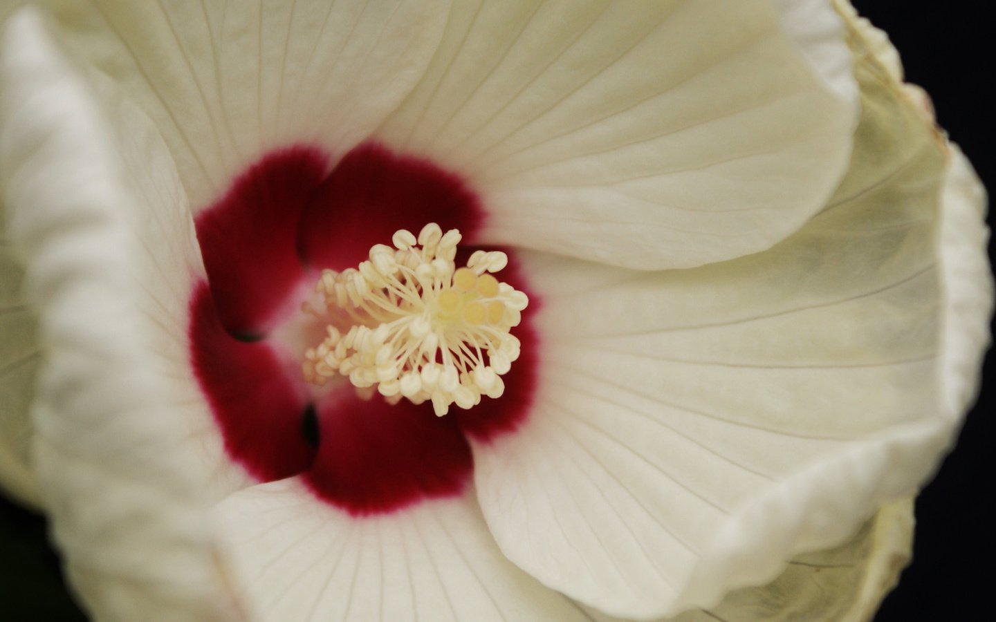 Обои макро, белый, веток, гибискус, серединка, macro, white, branches, hibiscus, middle разрешение 1920x1200 Загрузить