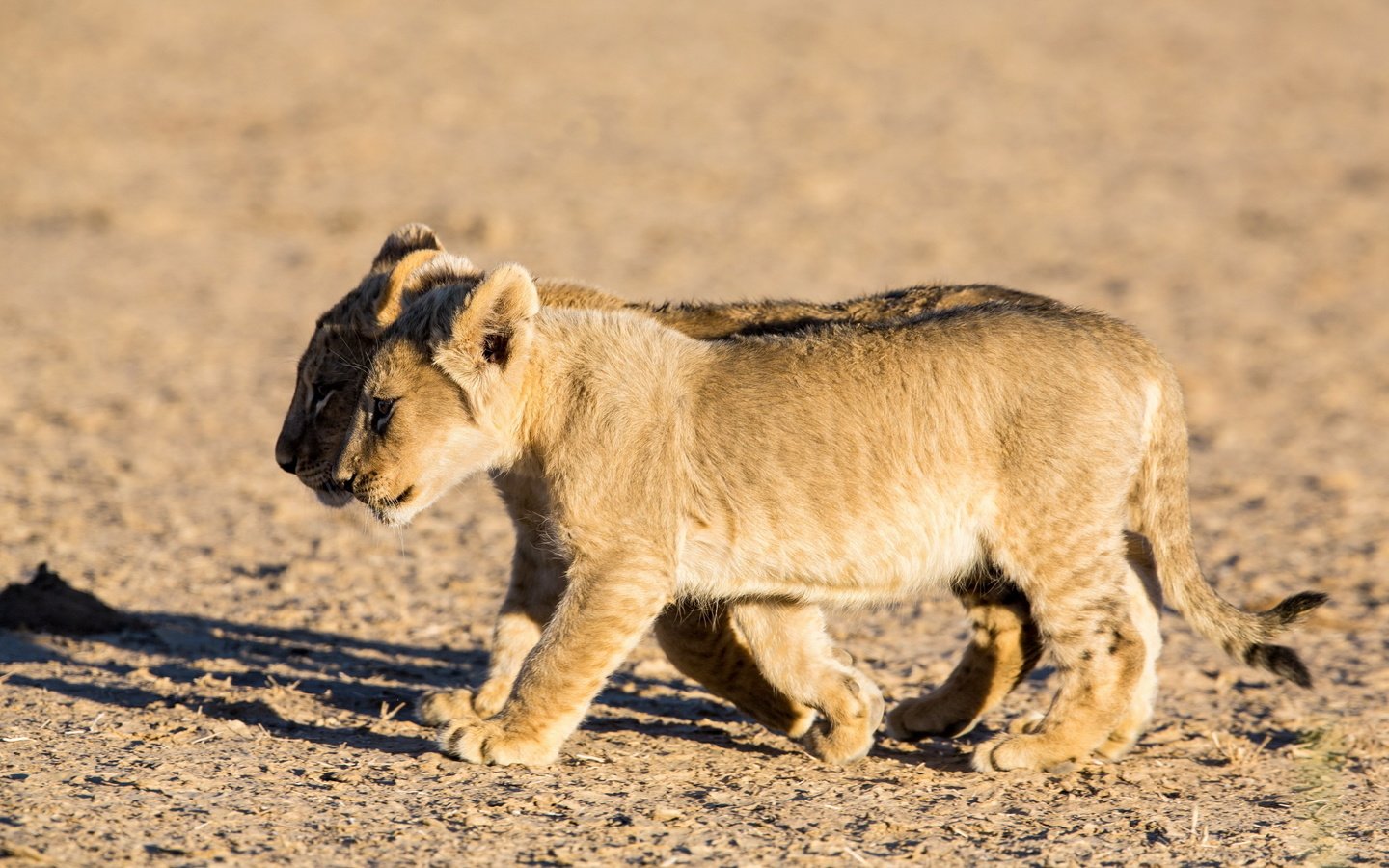 Обои природа, львы, львята, nature, lions, the cubs разрешение 2560x1600 Загрузить