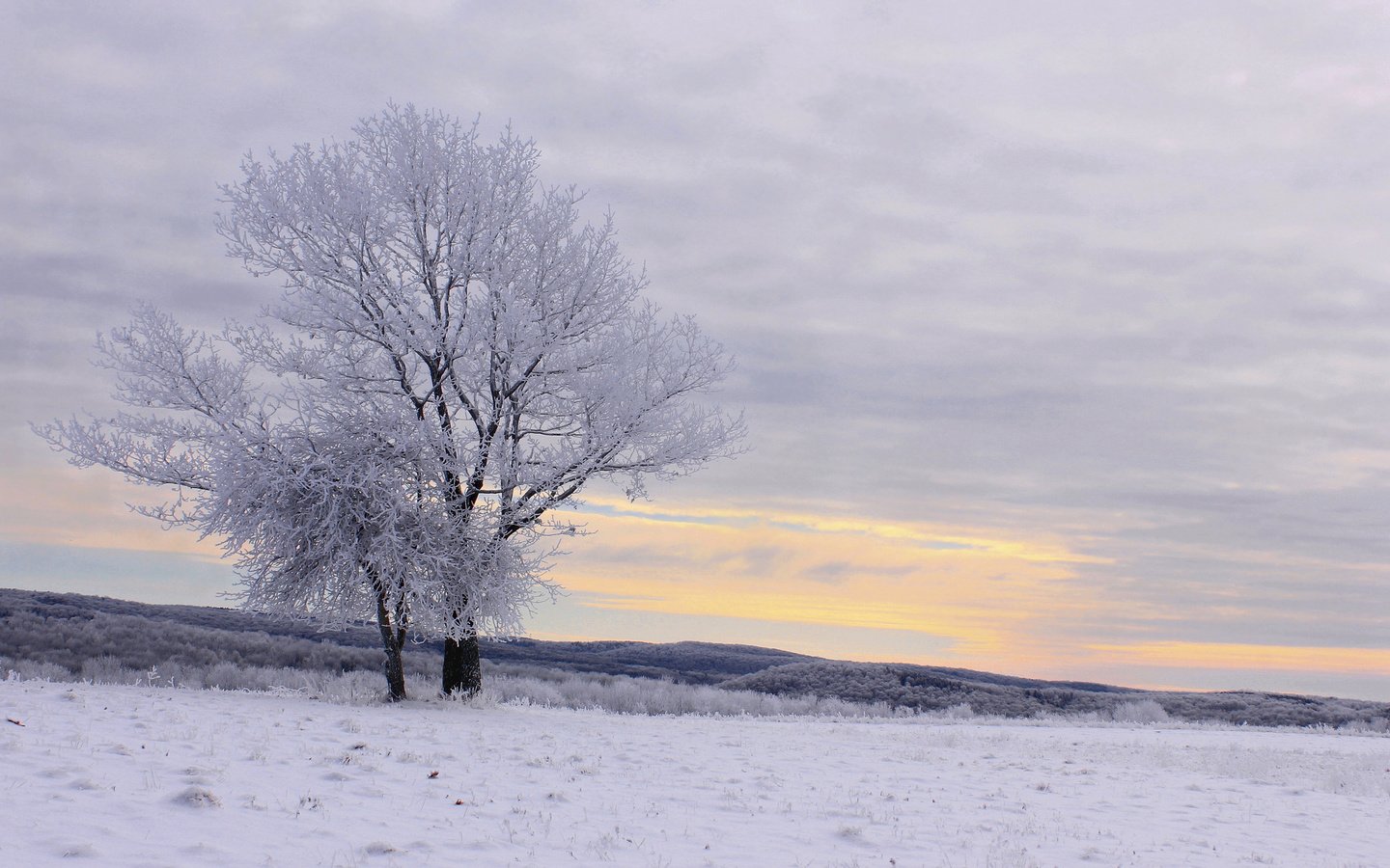 Обои деревья, снег, зима, пейзаж, иней, trees, snow, winter, landscape, frost разрешение 2048x1366 Загрузить