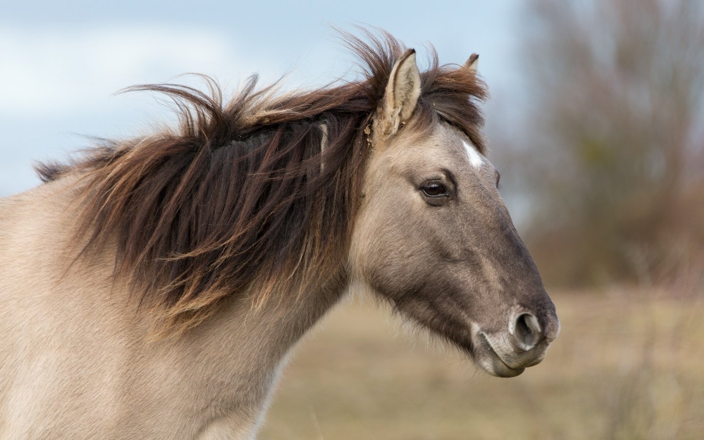 Обои морда, лошадь, профиль, ветер, конь, грива, face, horse, profile, the wind, mane разрешение 2048x1365 Загрузить