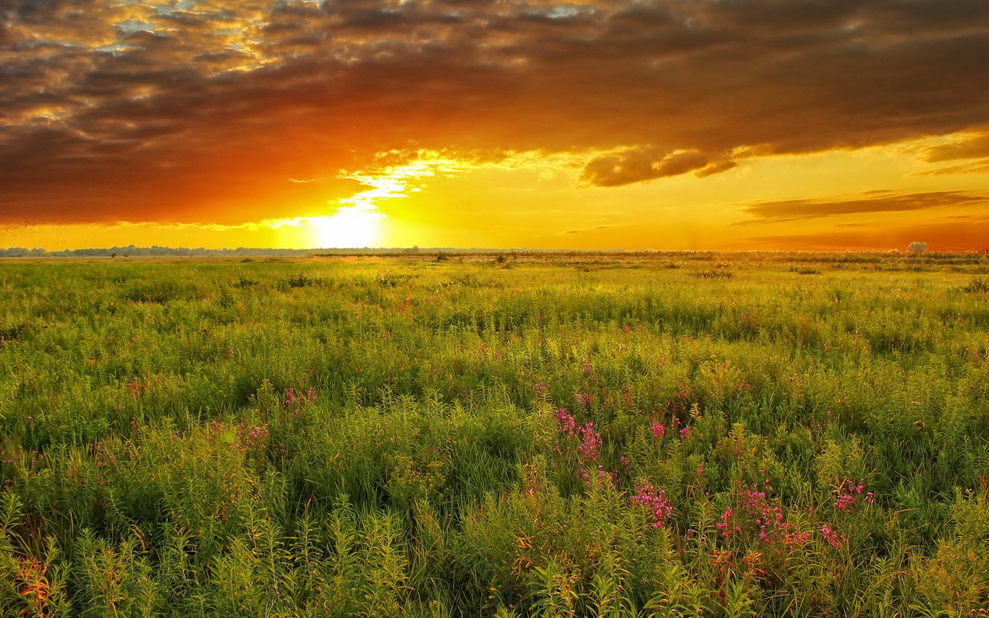 Обои небо, природа, закат, лето, луг, the sky, nature, sunset, summer, meadow разрешение 2560x1600 Загрузить