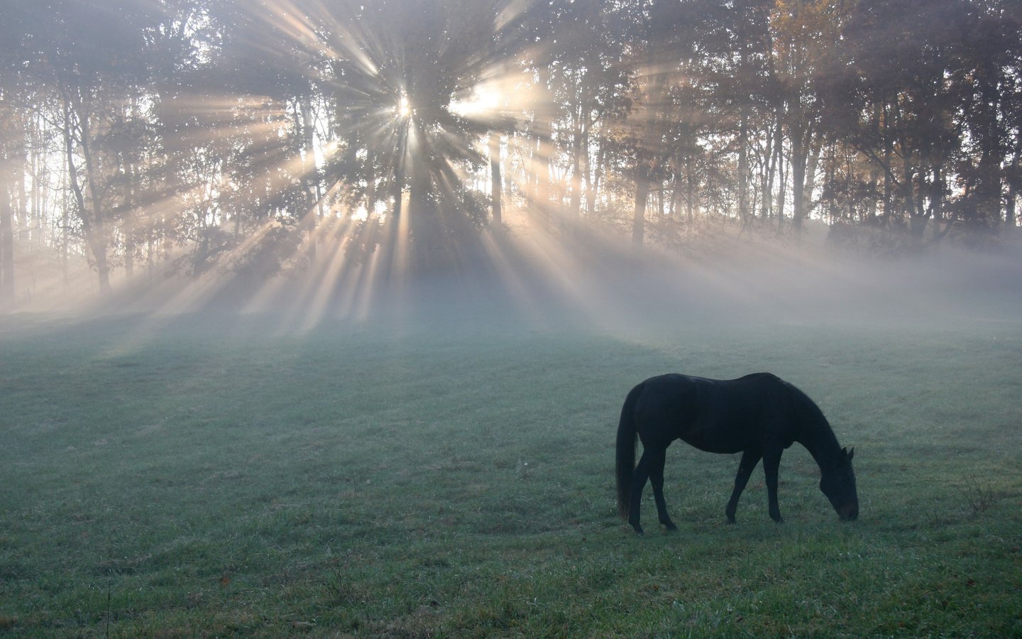 Обои лошадь, утро, поле, конь, солнечные лучи, легкие, horse, morning, field, the sun's rays, light разрешение 2560x1600 Загрузить