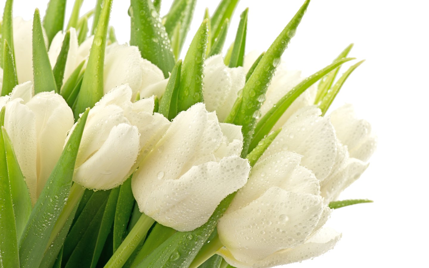 Обои букет, тюльпаны, белые, bouquet, tulips, white разрешение 3840x2400 Загрузить