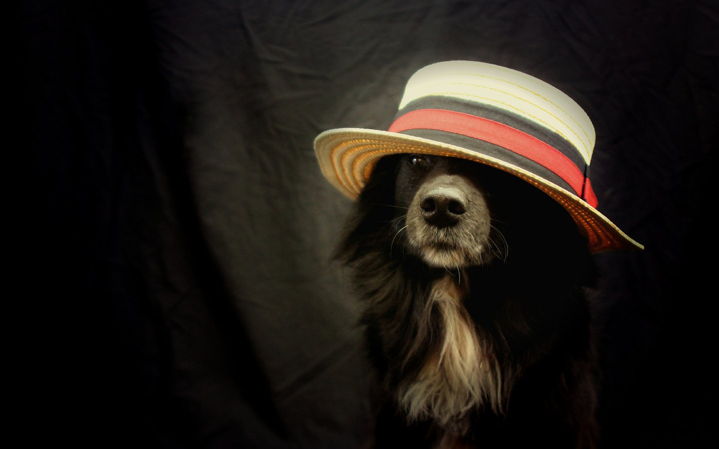 Обои взгляд, друг, шляпа, бордер-колли, look, each, hat, the border collie разрешение 2048x1365 Загрузить