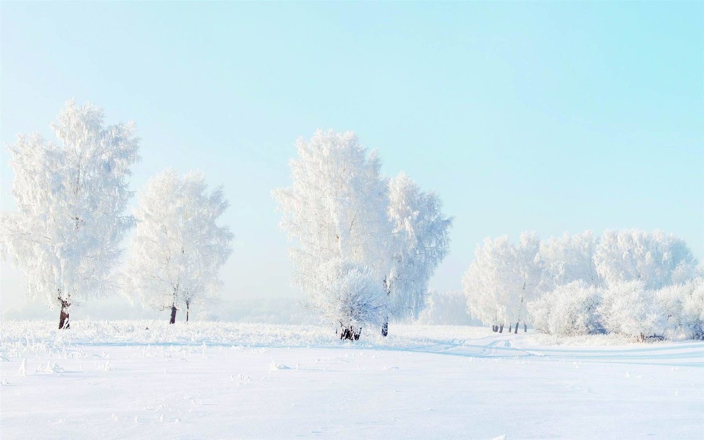 Обои деревья, снег, зима, мороз, trees, snow, winter, frost разрешение 1920x1200 Загрузить