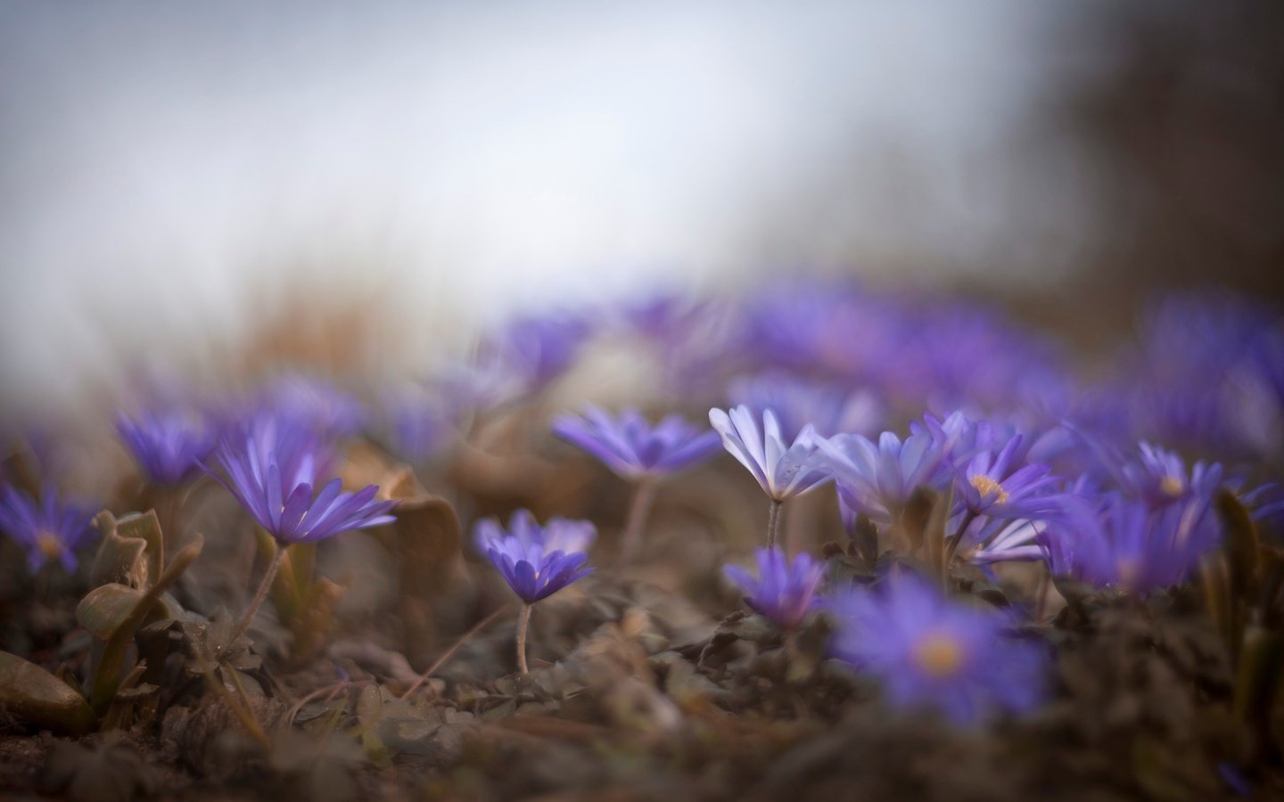 Обои цветы, природа, макро, весна, синие, flowers, nature, macro, spring, blue разрешение 2583x1722 Загрузить