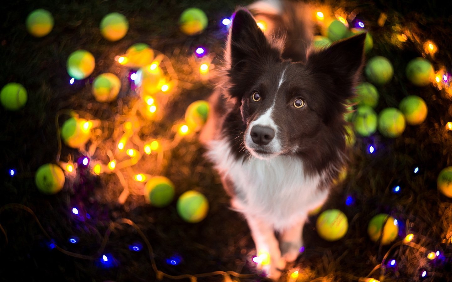 Обои собака, праздник, гирлянда, бордер-колли, dog, holiday, garland, the border collie разрешение 1920x1200 Загрузить