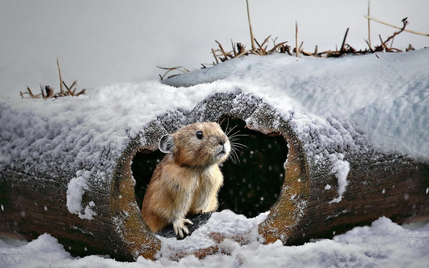 Обои снег, природа, зима, бревно, мышка, грызун, snow, nature, winter, log, mouse, rodent разрешение 2560x1798 Загрузить