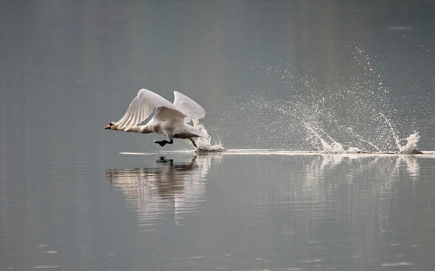 Обои вода, брызги, птицы, лебедь, water, squirt, birds, swan разрешение 2000x1345 Загрузить