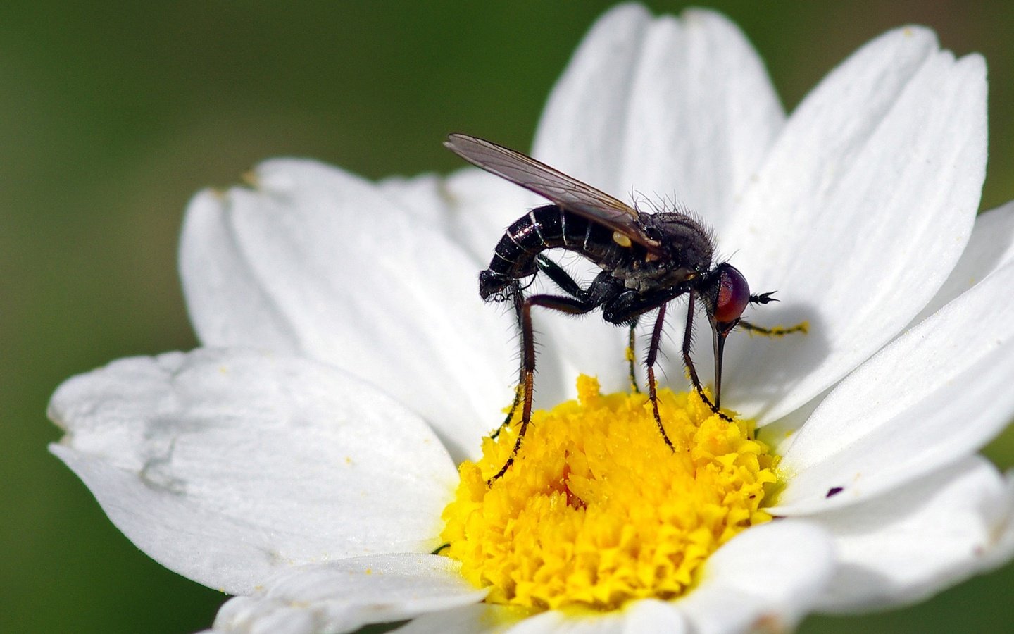 Обои макро, насекомое, цветок, белый, муха, ziva & amir, macro, insect, flower, white, fly разрешение 1994x1406 Загрузить