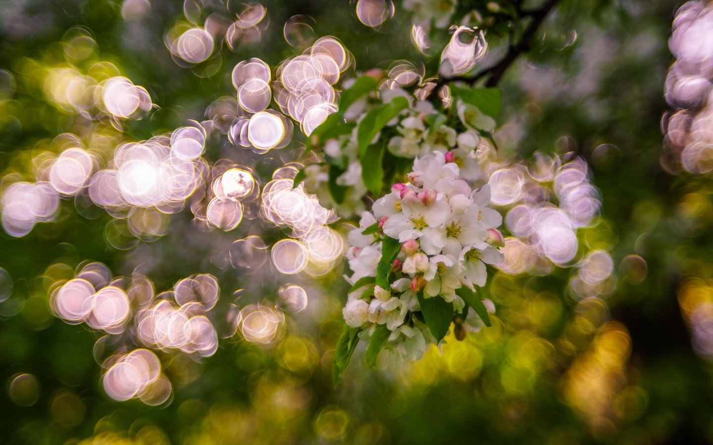 Обои дерево, цветение, блики, весна, боке, sorin mutu, tree, flowering, glare, spring, bokeh разрешение 2560x1600 Загрузить