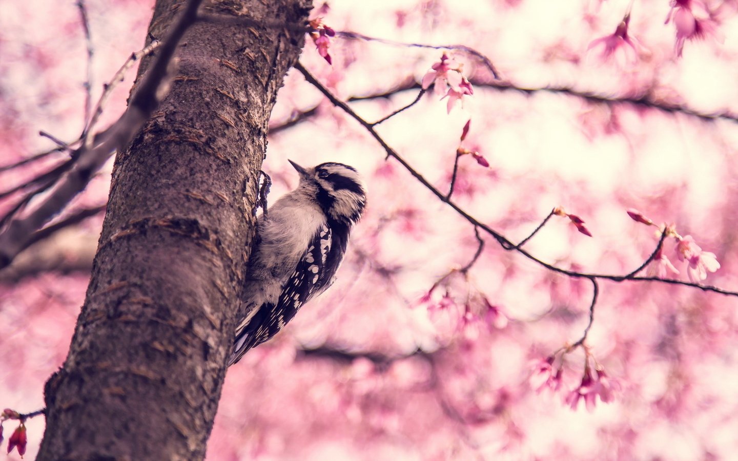 Обои птица, весна, дятел дерево, bird, spring, woodpecker tree разрешение 1920x1200 Загрузить