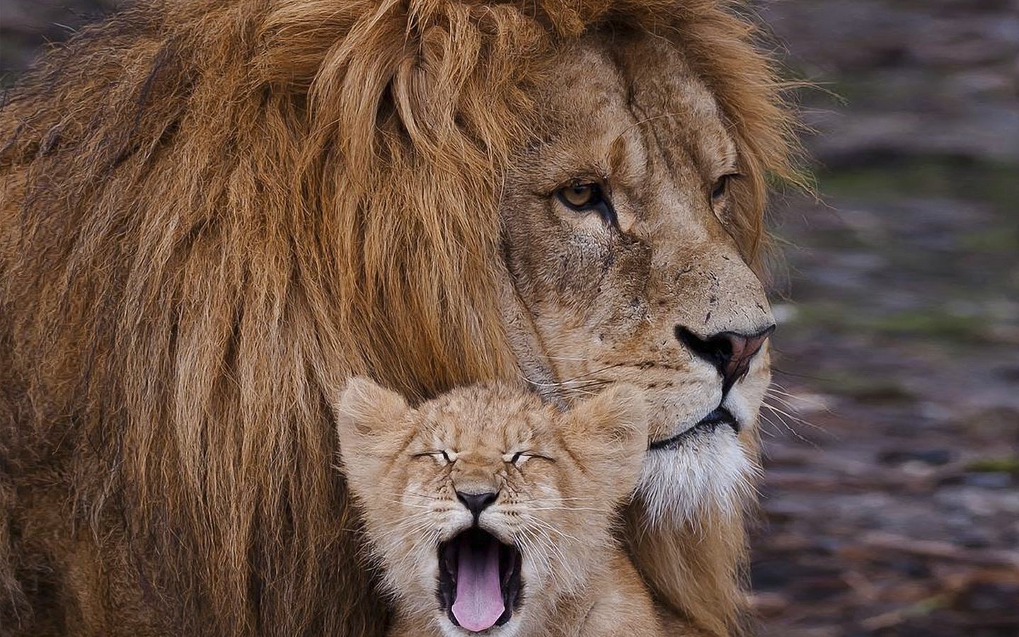 Обои хищник, львы, семья, лев, забота, грива, львёнок, predator, lions, family, leo, care, mane, lion разрешение 1920x1440 Загрузить