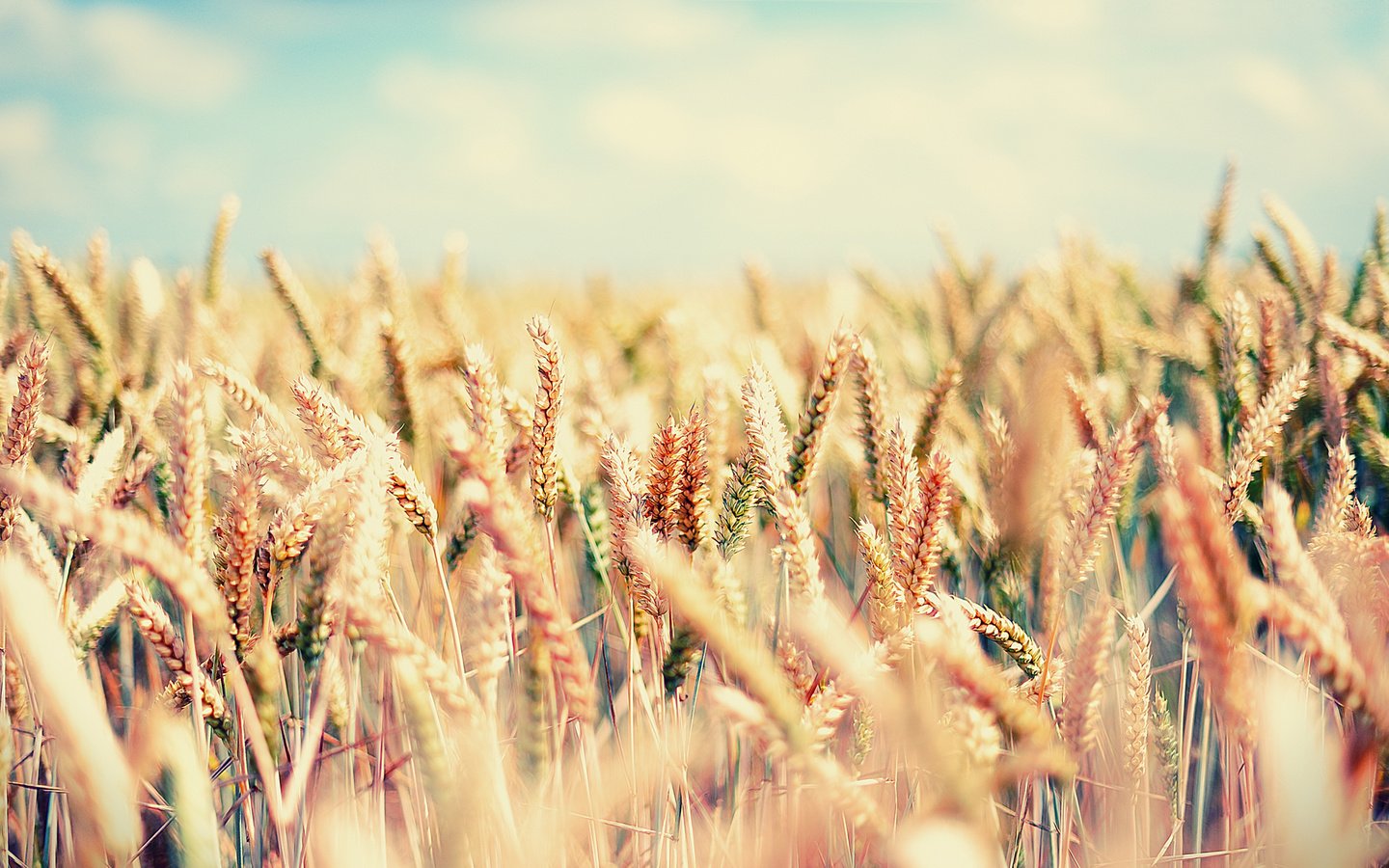 Обои небо, поле, колосья, пшеница, the sky, field, ears, wheat разрешение 1920x1180 Загрузить