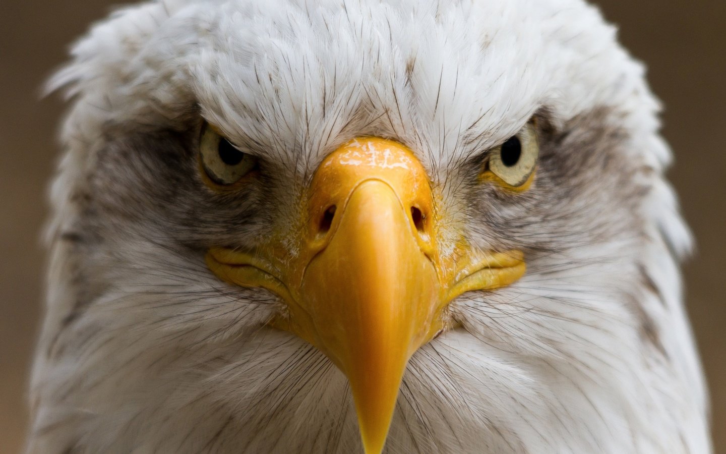 Обои портрет, птица, клюв, белоголовый орлан, portrait, bird, beak, bald eagle разрешение 2048x1441 Загрузить