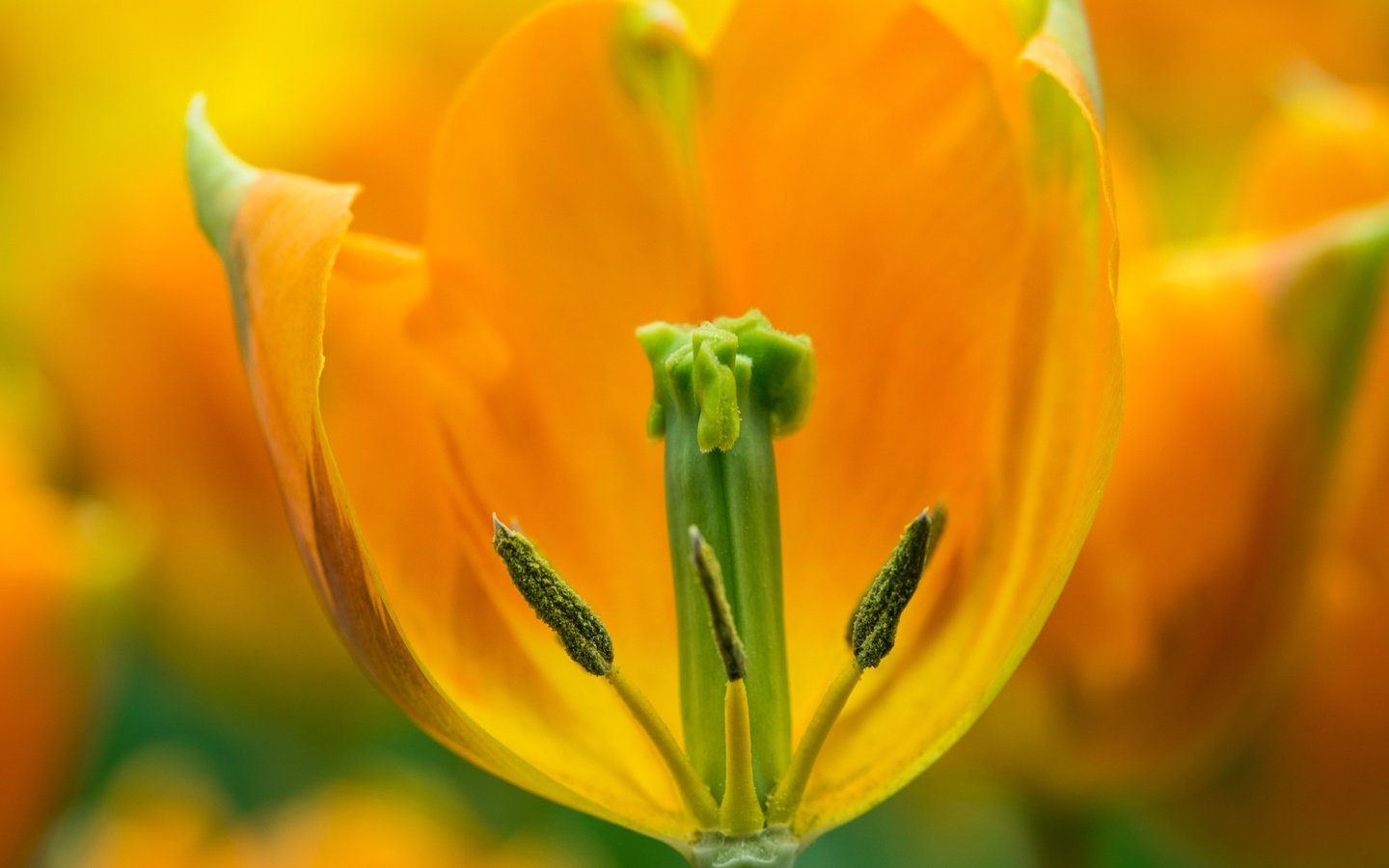 Обои желтый, макро, цветок, весна, тюльпан, yellow, macro, flower, spring, tulip разрешение 2048x1367 Загрузить