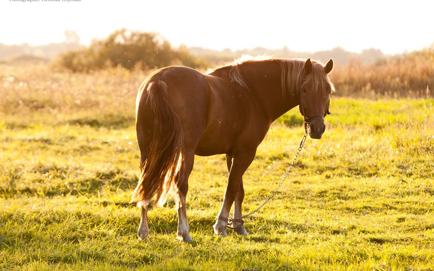 Обои лошадь, трава, солнце, лето, пастбище, конь, hourse, horse, grass, the sun, summer, pasture разрешение 3888x2592 Загрузить