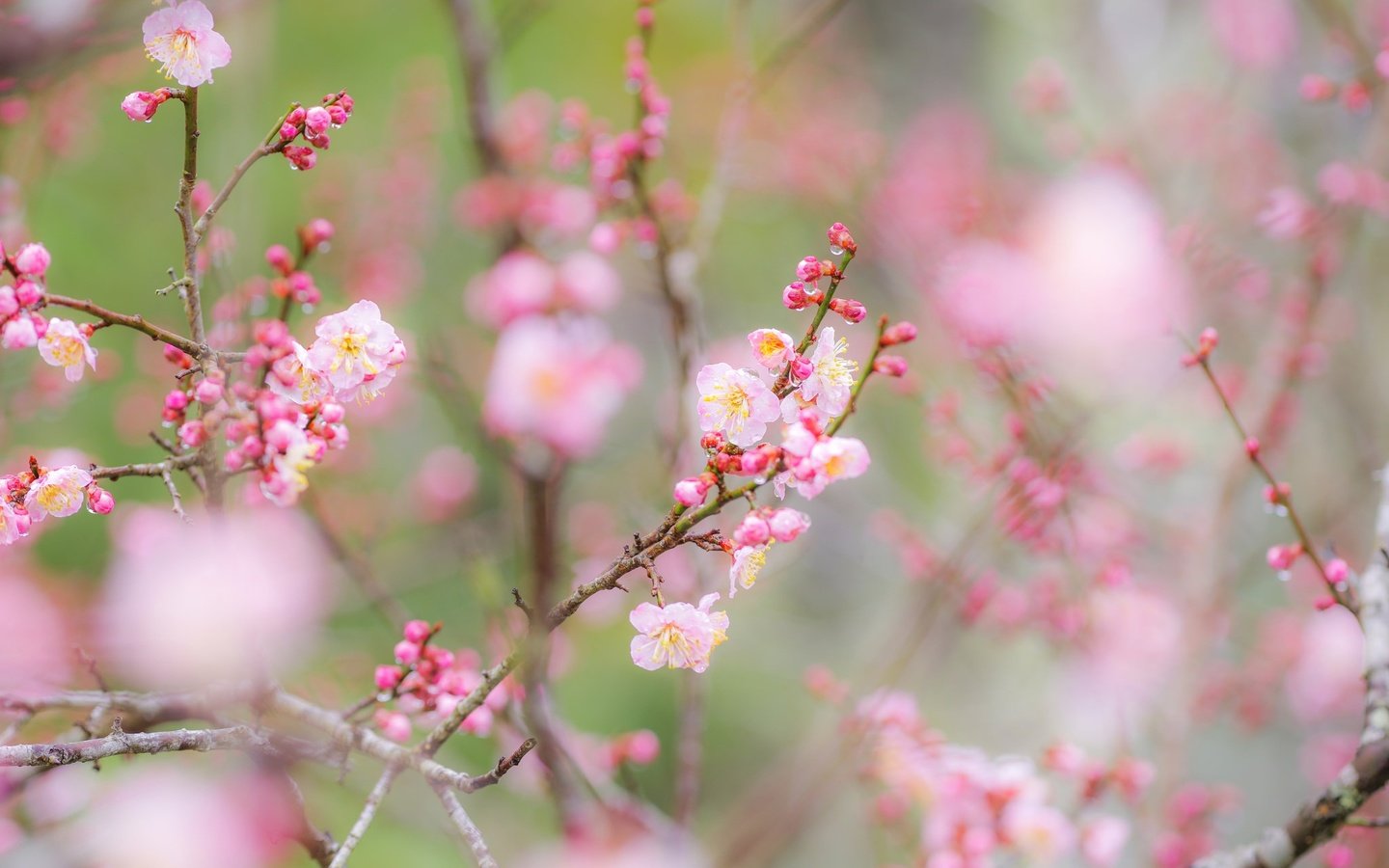 Обои цветы, ветки, сад, весна, flowers, branches, garden, spring разрешение 2048x1404 Загрузить