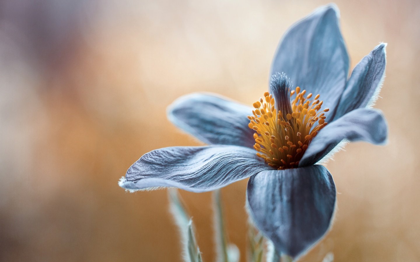 Обои макро, цветок, лепестки, весна, сон-трава, прострел, pulsatilla, macro, flower, petals, spring, sleep-grass, cross разрешение 2048x1397 Загрузить