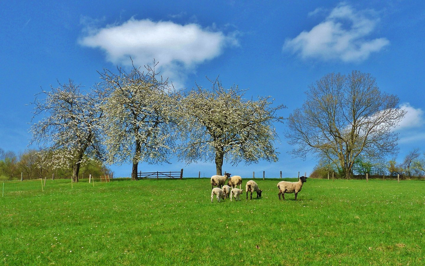 Обои деревья, природа, пейзаж, поле, луг, пастбище, овцы, trees, nature, landscape, field, meadow, pasture, sheep разрешение 3030x1879 Загрузить