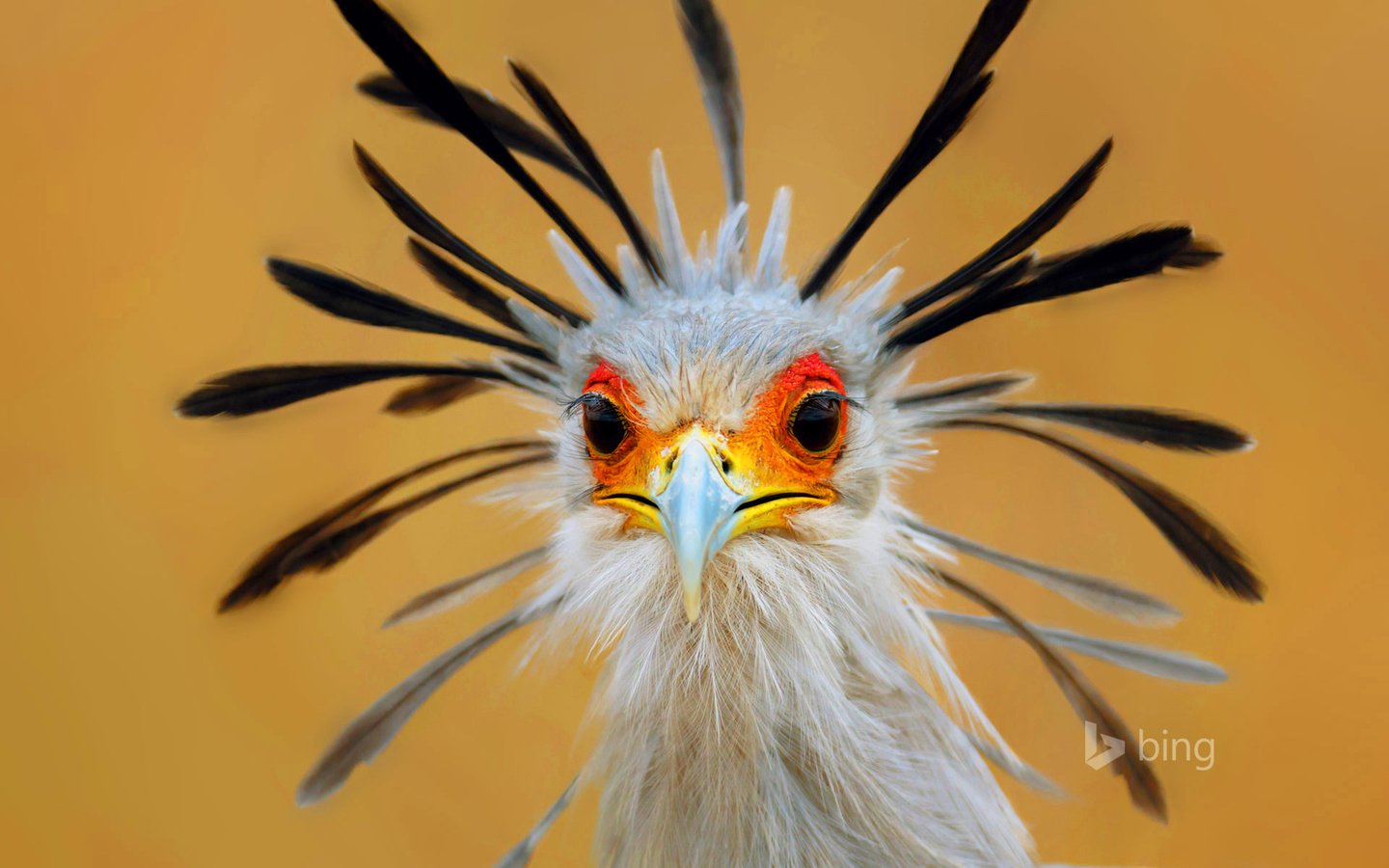 Обои глаза, птица, клюв, перья, птица-секретарь, eyes, bird, beak, feathers, secretary bird разрешение 1920x1200 Загрузить