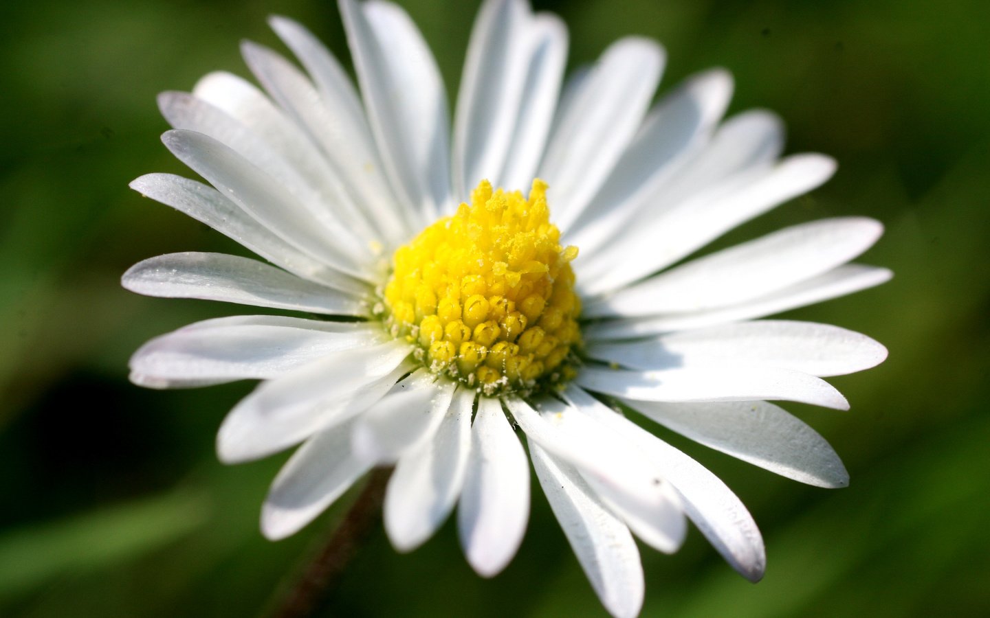 Обои макро, цветок, лепестки, ромашка, macro, flower, petals, daisy разрешение 3504x2336 Загрузить