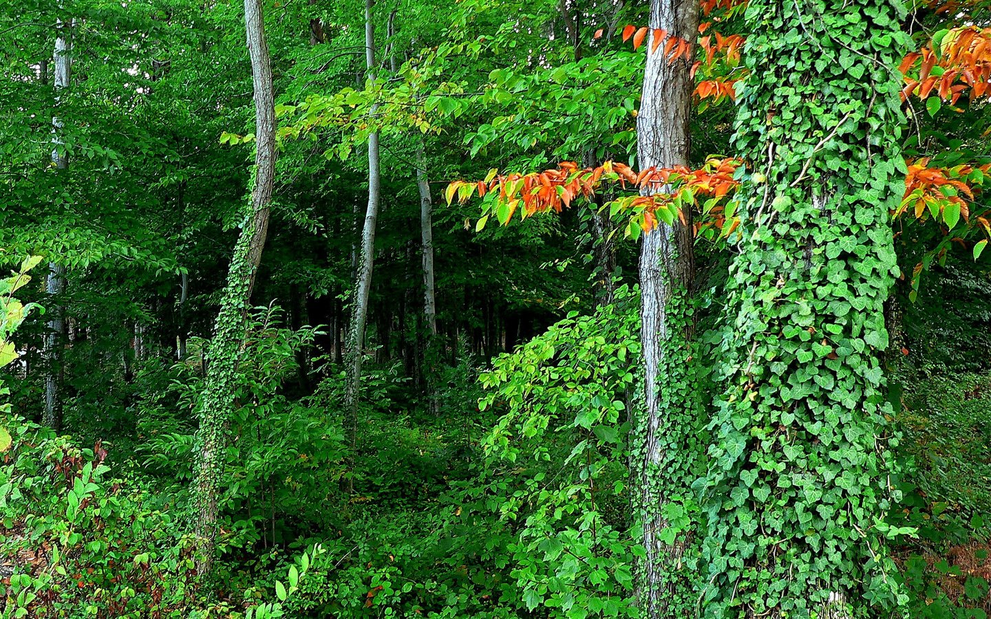Обои деревья, лес, листья, заросли, trees, forest, leaves, thickets разрешение 2048x1468 Загрузить