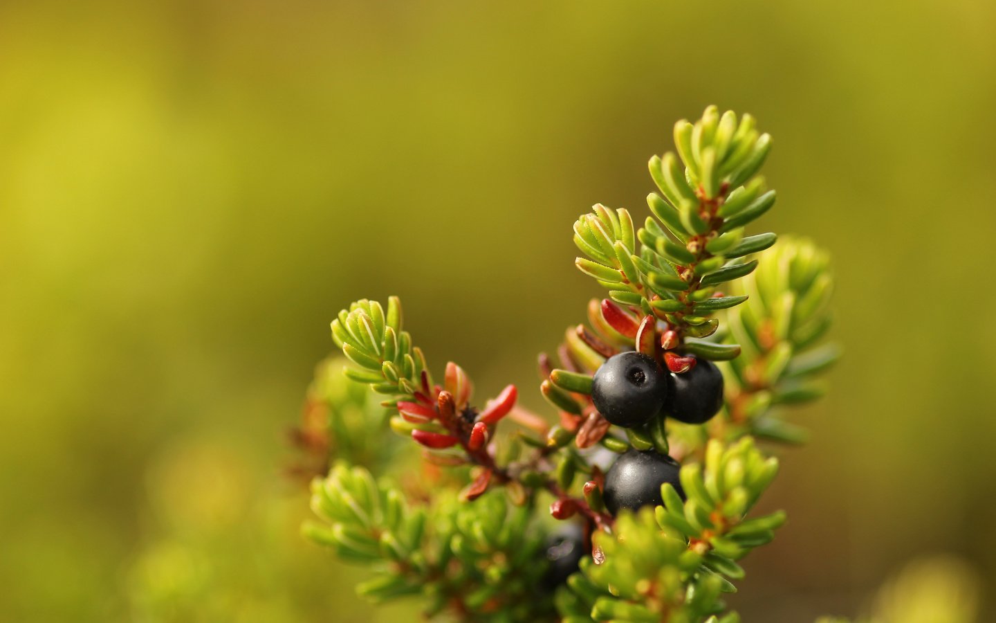 Обои хвоя, макро, ягоды, плоды, боке, сrowberry, needles, macro, berries, fruit, bokeh разрешение 5184x3456 Загрузить