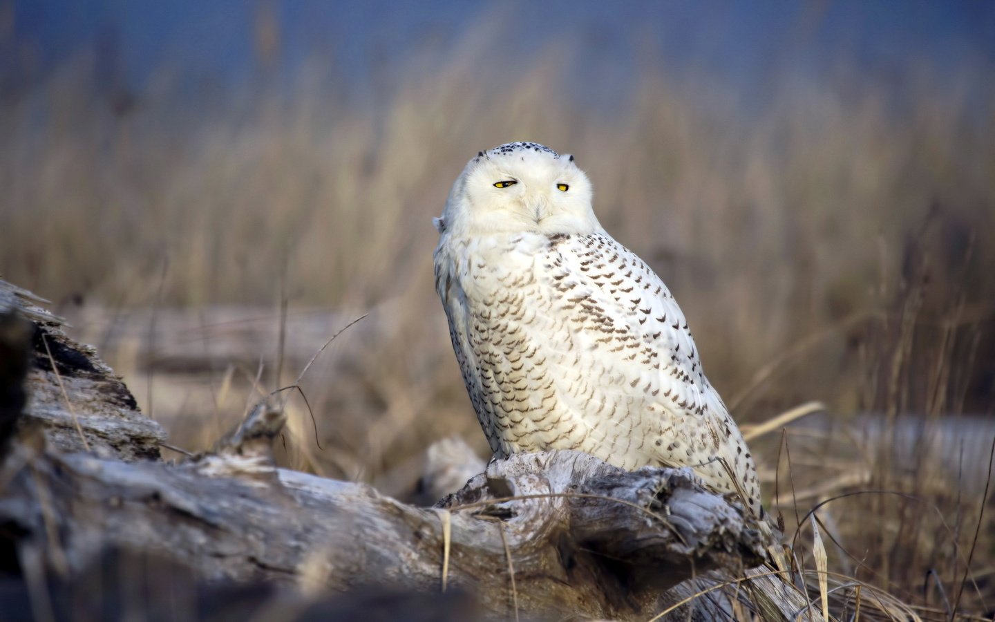 Обои сова, природа, птица, полярная сова, белая сова, owl, nature, bird, snowy owl, white owl разрешение 1920x1200 Загрузить