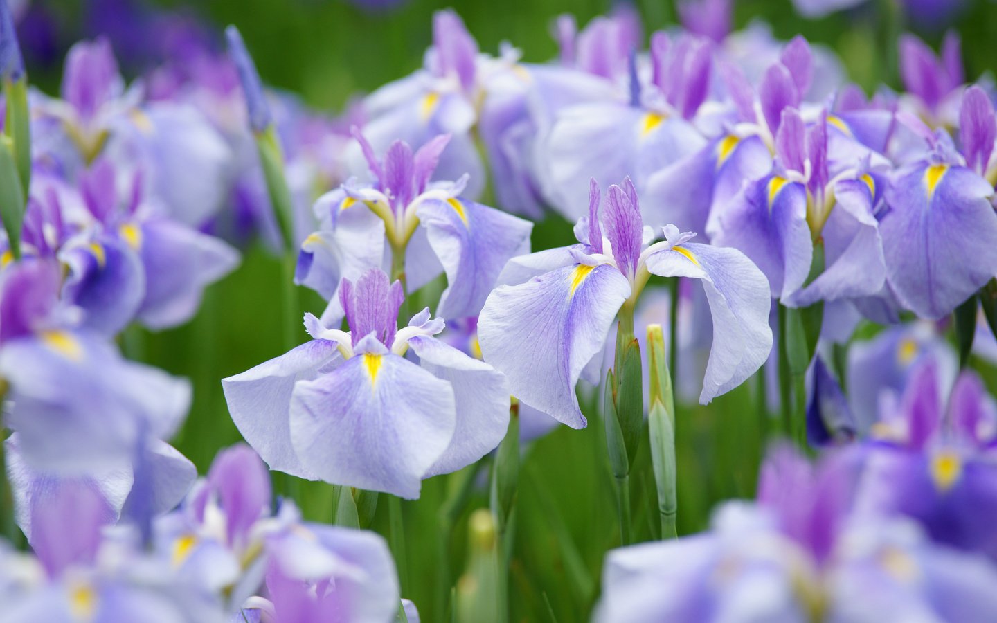 Обои природа, лепестки, луг, ирис, nature, petals, meadow, iris разрешение 2048x1365 Загрузить