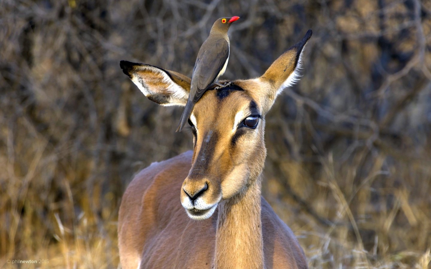 Обои юар, антилопа, национальный парк крюгера, импала, red-billed oxpecker, чёрнопятая антилопа, south africa, antelope, kruger national park, impala разрешение 2560x1600 Загрузить