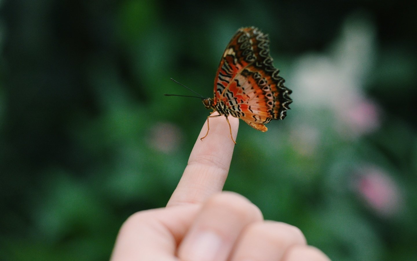 Обои рука, насекомое, бабочка, пальцы, hand, insect, butterfly, fingers разрешение 3264x2171 Загрузить