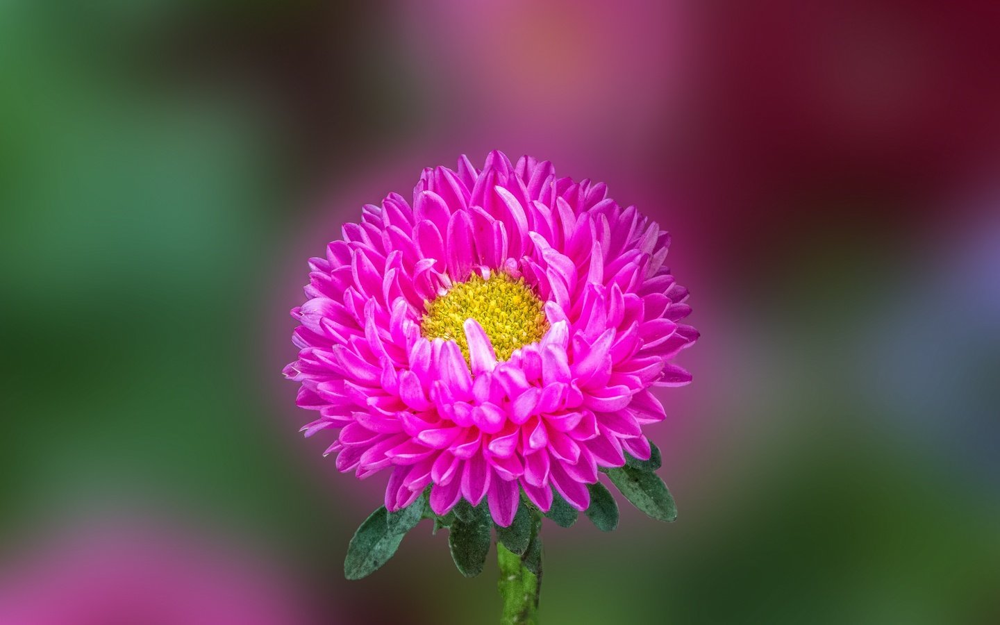 Обои макро, астра, aster flower, macro, astra разрешение 2880x1920 Загрузить