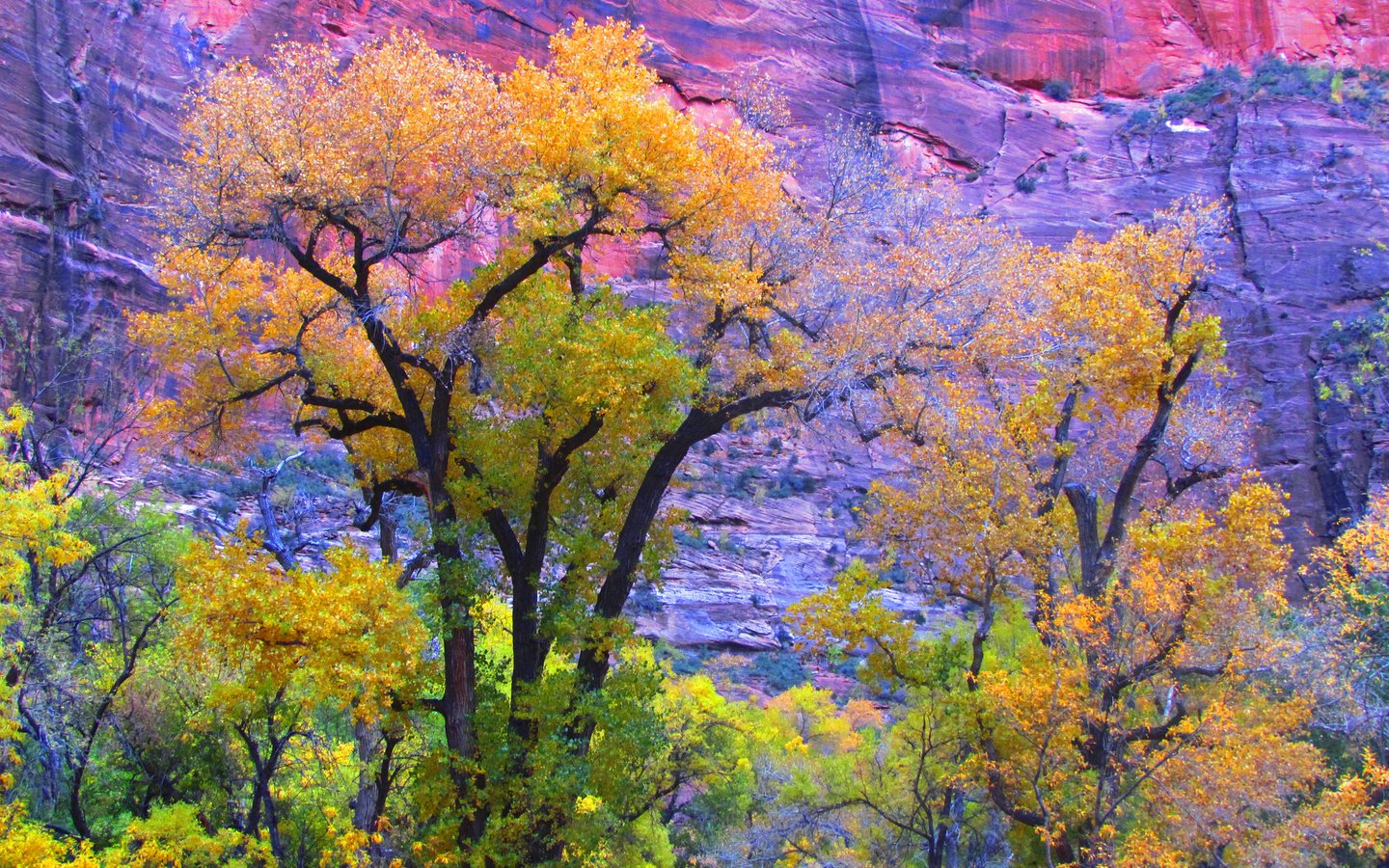 Обои деревья, скала, гора, осень, сша, юта, zion national park, trees, rock, mountain, autumn, usa, utah разрешение 2048x1403 Загрузить