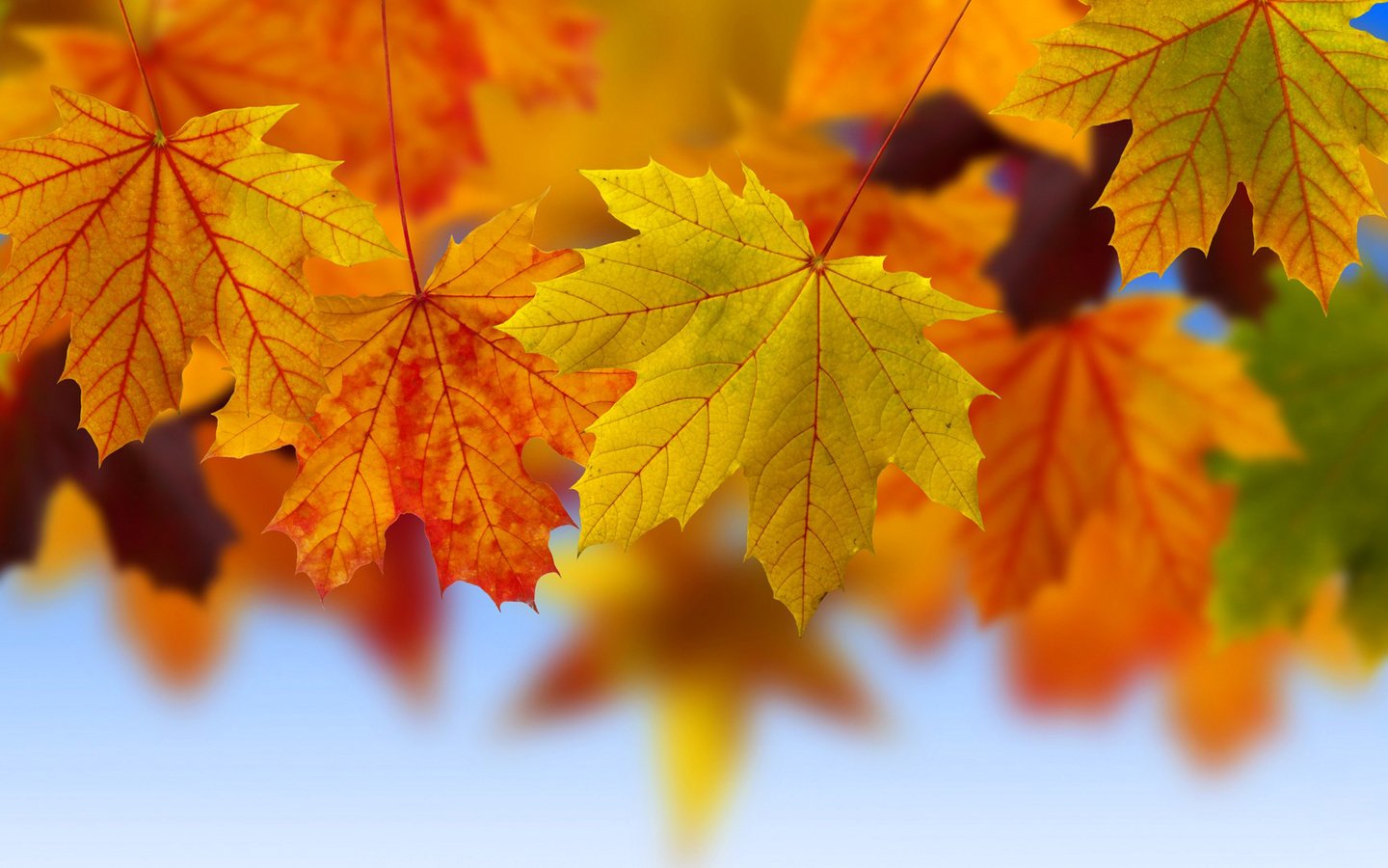 Обои листья, осень, коллаж, кленовые листья, leaves, autumn, collage, maple leaves разрешение 1920x1080 Загрузить