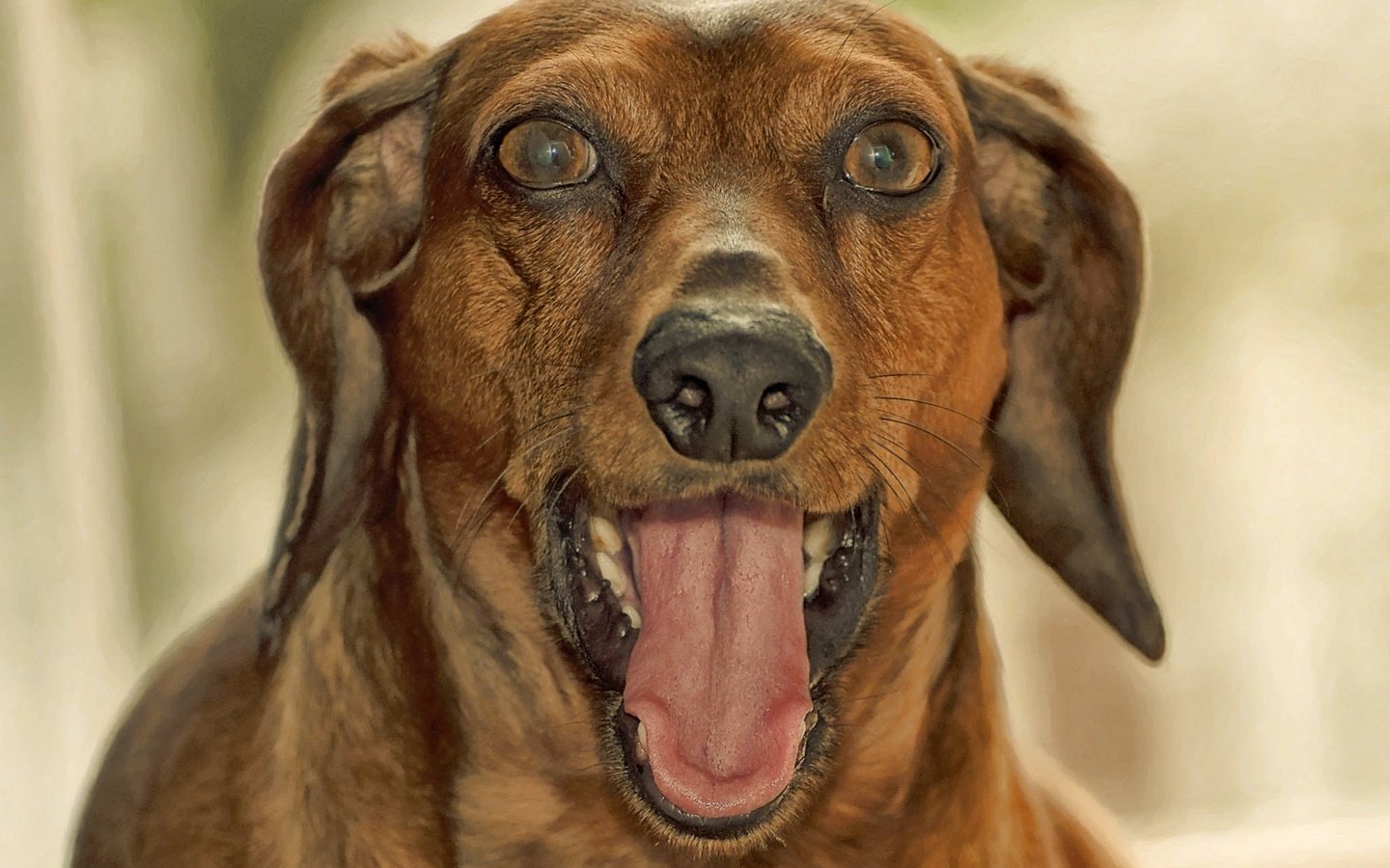 Обои морда, собака, язык, такса, пасть, face, dog, language, dachshund, mouth разрешение 2048x1479 Загрузить