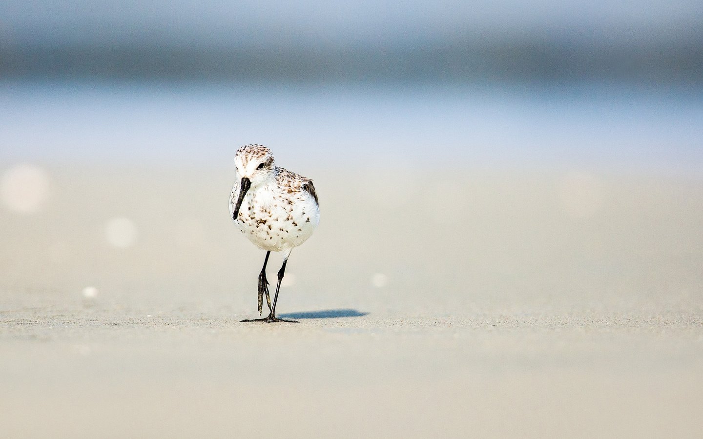 Обои солнце, песок, пляж, лето, птица, боке, the sun, sand, beach, summer, bird, bokeh разрешение 2048x1366 Загрузить