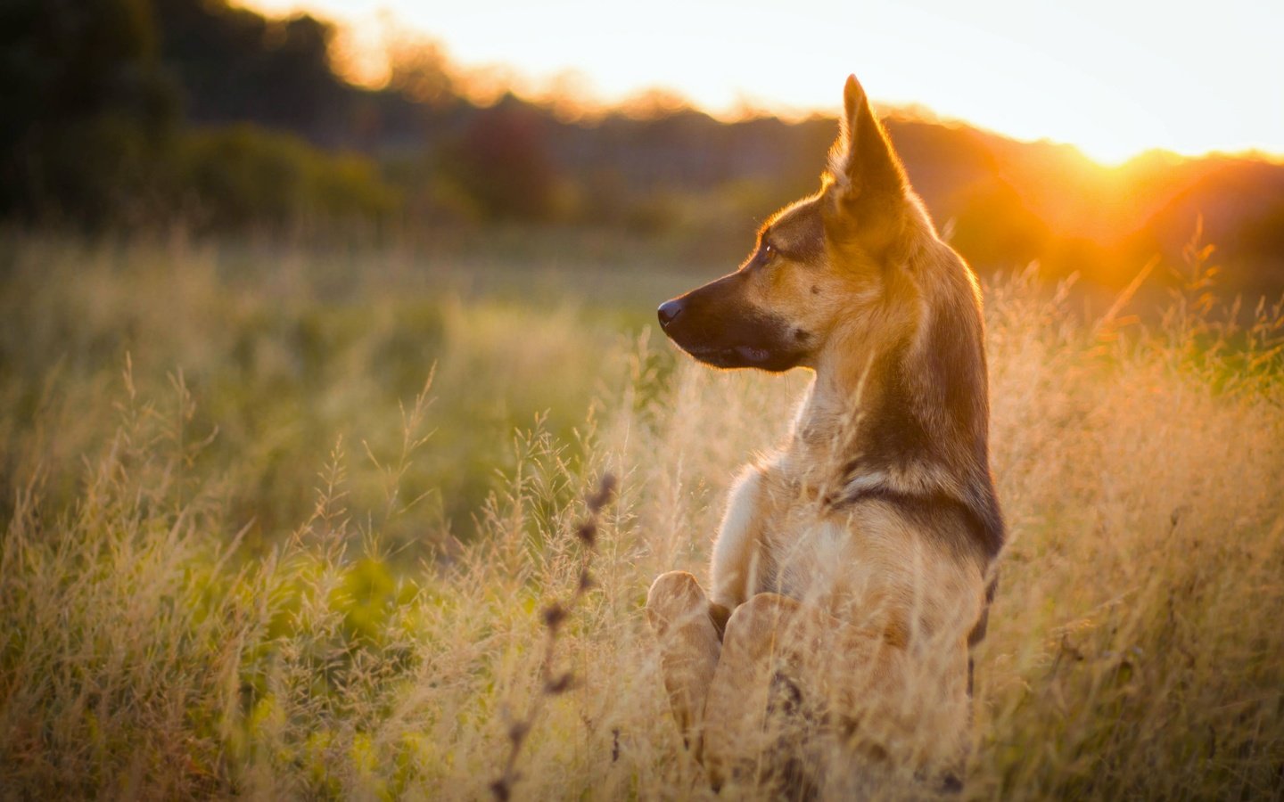 Обои трава, природа, закат, собака, луг, немецкая овчарка, стойка, grass, nature, sunset, dog, meadow, german shepherd, stand разрешение 4272x2610 Загрузить