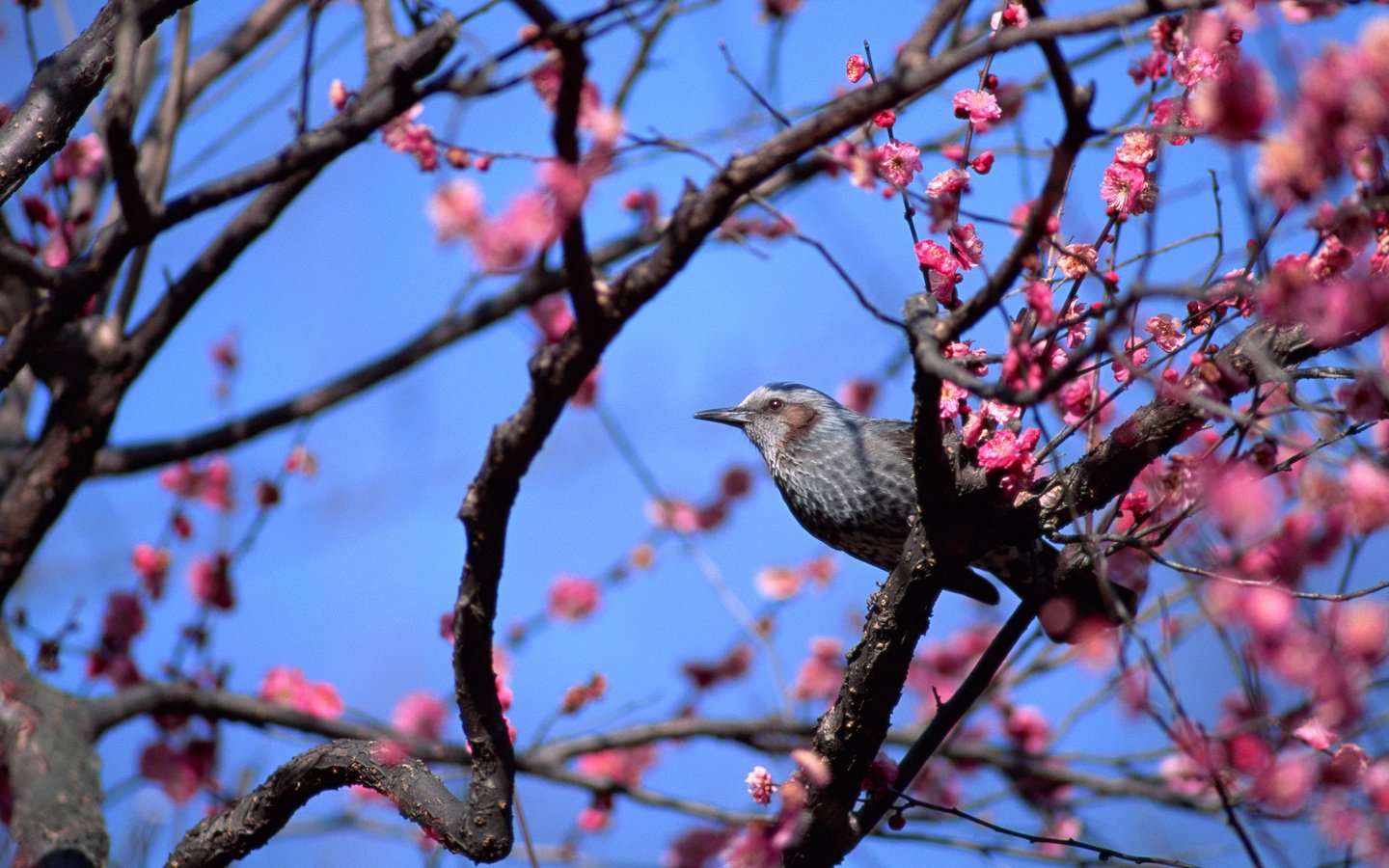 Обои небо, цветы, дерево, птица, весна, the sky, flowers, tree, bird, spring разрешение 2880x1620 Загрузить