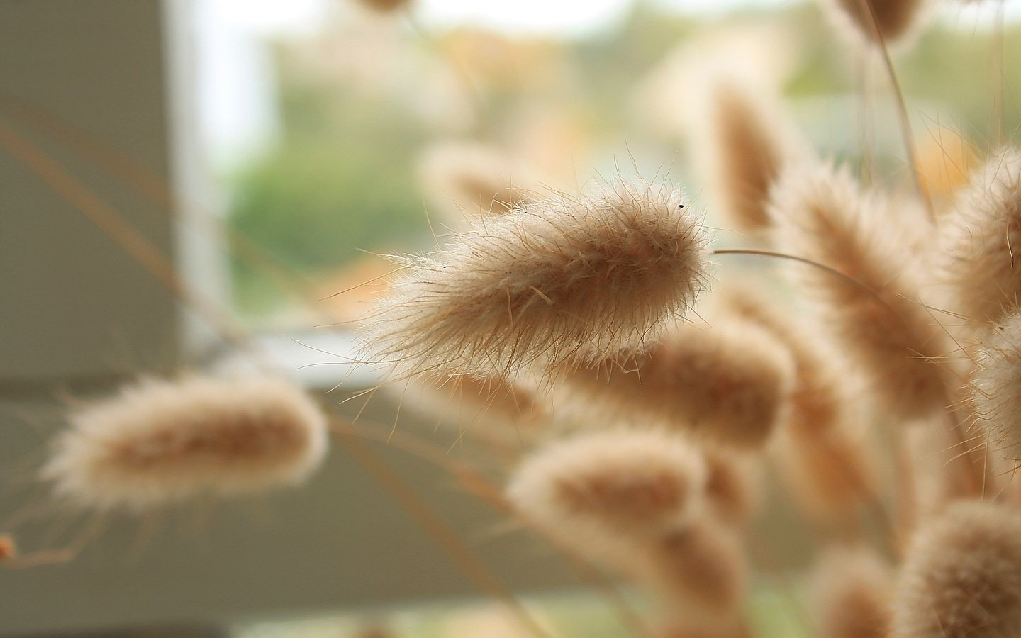 Обои трава, колоски, пушистые, окно, крупным планом, grass, spikelets, fluffy, window, closeup разрешение 2264x1509 Загрузить