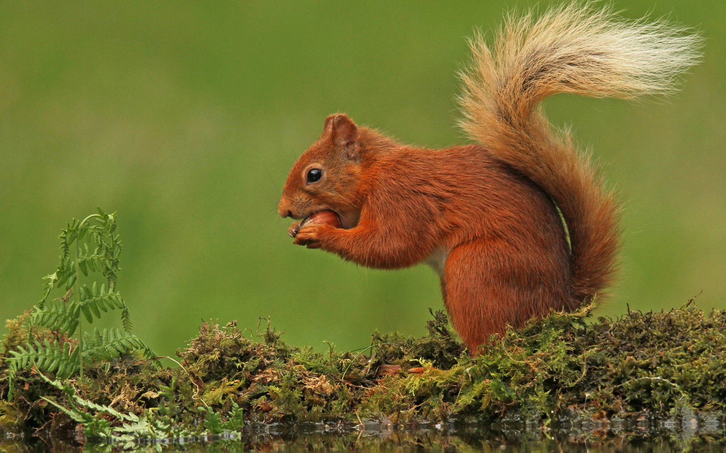 Обои природа, фон, мох, белка, хвост, nature, background, moss, protein, tail разрешение 2048x1366 Загрузить