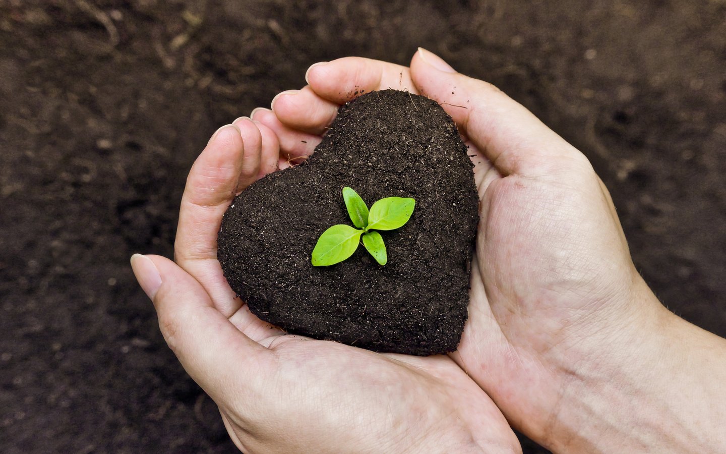 Обои земля, жизнь, руки, росток, ладони, садоводство, earth, life, hands, rostock, palm, gardening разрешение 4510x3006 Загрузить