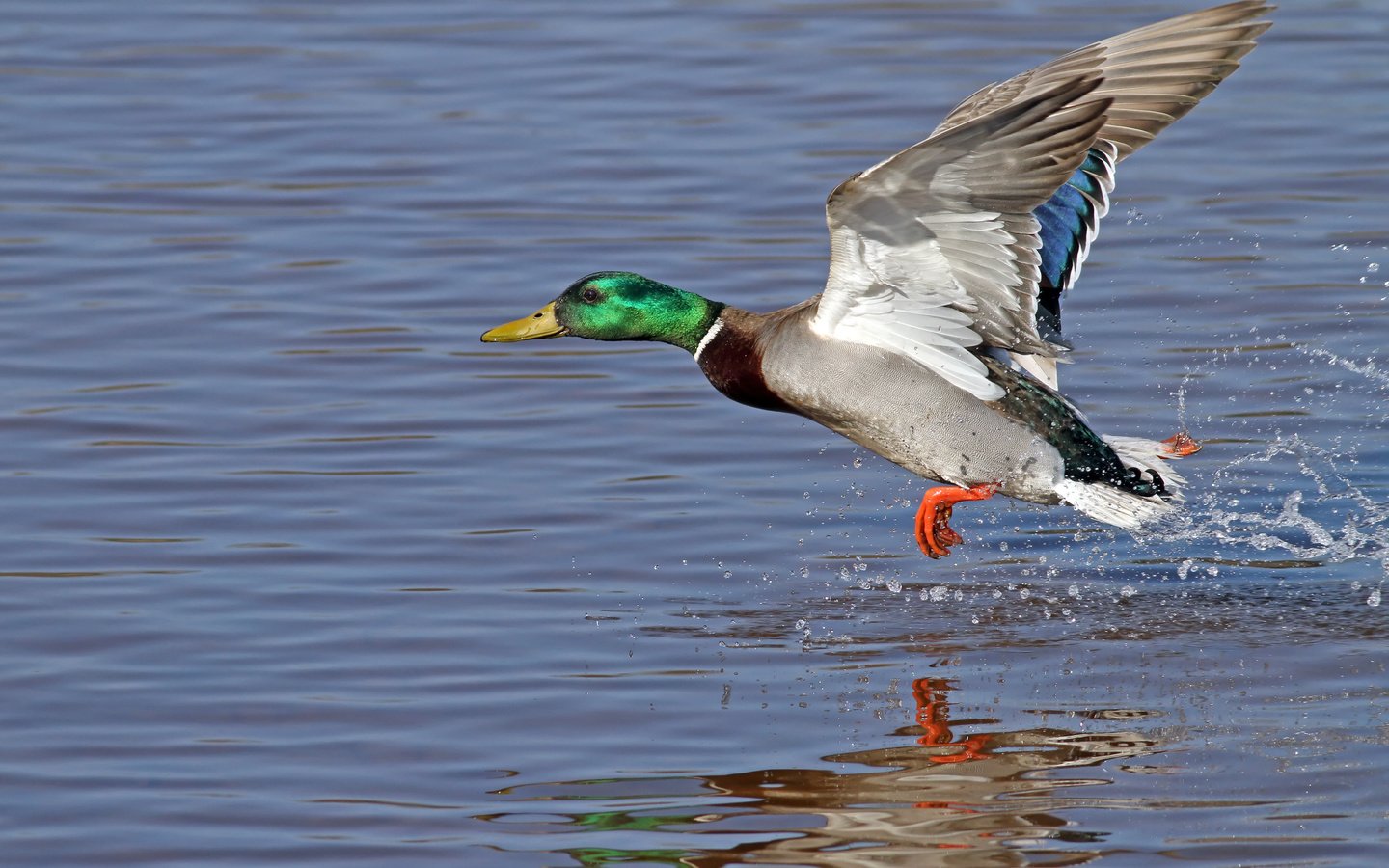 Обои небо, вода, птица, утка, the sky, water, bird, duck разрешение 4970x3313 Загрузить