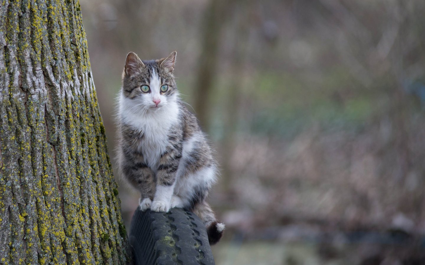 Обои глаза, фон, кошка, взгляд, eyes, background, cat, look разрешение 2048x1280 Загрузить